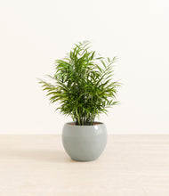 Load image into Gallery viewer, Deep Ocean*****Profile