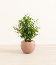 Load image into Gallery viewer, Calm Rose*****Profile