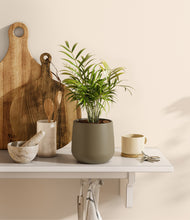 Load image into Gallery viewer, Olive