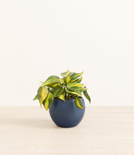 Load image into Gallery viewer, Deep Navy*****Profile