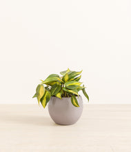 Load image into Gallery viewer, Winter Clouds*****Profile