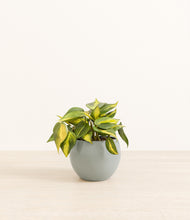 Load image into Gallery viewer, Deep Ocean*****Profile