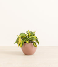 Load image into Gallery viewer, Calm Rose*****Profile