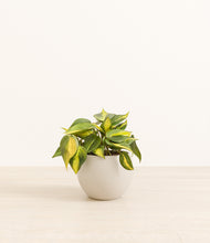 Load image into Gallery viewer, Shiny EggWhite*****Profile