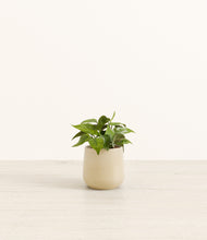 Load image into Gallery viewer, Almond Green*****Profile