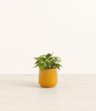 Load image into Gallery viewer, Mustard*****Profile