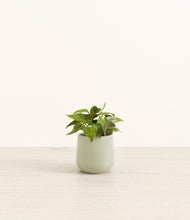 Load image into Gallery viewer, Turquoise*****Profile