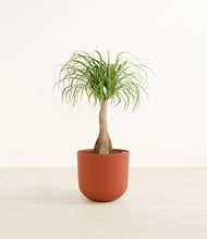 Load image into Gallery viewer, Earth Red*****Profile