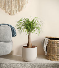 Load image into Gallery viewer, Natural Bamboo