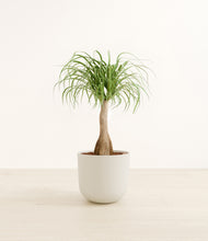 Load image into Gallery viewer, Natural Bamboo*****Profile