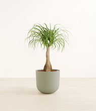 Load image into Gallery viewer, Sage Green*****Profile