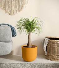 Load image into Gallery viewer, Sunset Orange