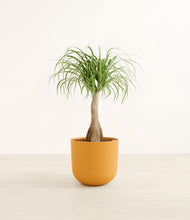 Load image into Gallery viewer, Sunset Orange*****Profile