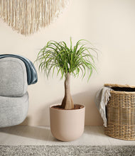 Load image into Gallery viewer, Sandy Pink