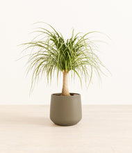 Load image into Gallery viewer, Olive*****Profile