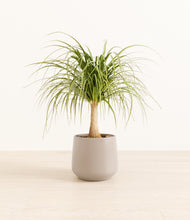 Load image into Gallery viewer, Eternal Gray*****Profile