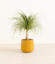 Load image into Gallery viewer, Mustard*****Profile