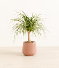 Load image into Gallery viewer, Calm Rose*****Profile