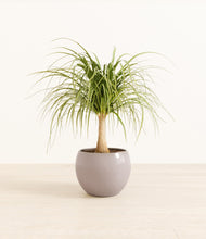 Load image into Gallery viewer, Winter Clouds*****Profile