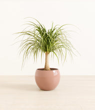 Load image into Gallery viewer, Calm Rose*****Profile