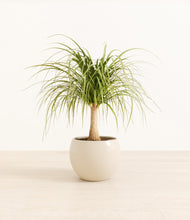 Load image into Gallery viewer, Shiny EggWhite*****Profile