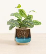 Load image into Gallery viewer, Almond Green