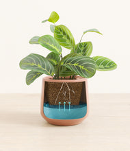 Load image into Gallery viewer, Calm Rose