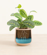 Load image into Gallery viewer, Gentle Pink