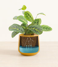 Load image into Gallery viewer, Mustard