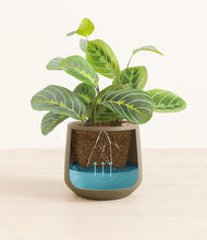 Load image into Gallery viewer, Olive