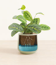 Load image into Gallery viewer, Turquoise