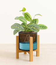 Load image into Gallery viewer, Black