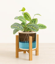 Load image into Gallery viewer, Cream