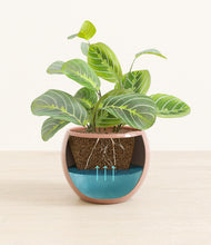 Load image into Gallery viewer, Calm Rose