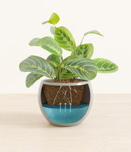 Load image into Gallery viewer, Deep Ocean