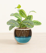 Load image into Gallery viewer, Shiny EggWhite