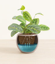 Load image into Gallery viewer, Winter Clouds