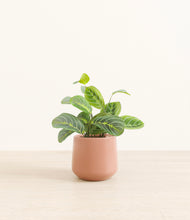 Load image into Gallery viewer, Calm Rose*****Profile