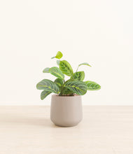 Load image into Gallery viewer, Eternal Gray*****Profile