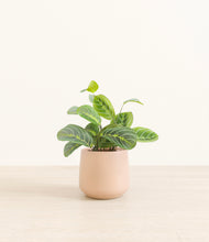 Load image into Gallery viewer, Gentle Pink*****Profile