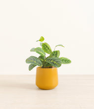 Load image into Gallery viewer, Mustard*****Profile