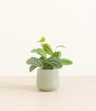 Load image into Gallery viewer, Turquoise*****Profile