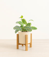 Load image into Gallery viewer, Cream*****Profile