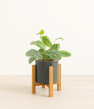 Load image into Gallery viewer, Dark Olive*****Profile