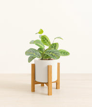 Load image into Gallery viewer, White*****Profile