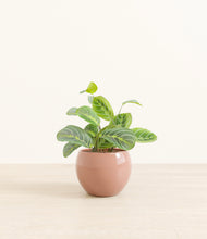 Load image into Gallery viewer, Calm Rose*****Profile