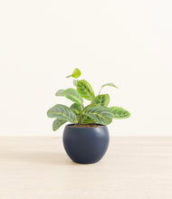 Load image into Gallery viewer, Deep Navy*****Profile