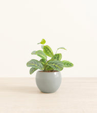 Load image into Gallery viewer, Deep Ocean*****Profile