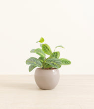 Load image into Gallery viewer, Desert Brown*****Profile