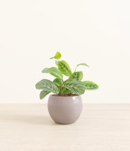 Load image into Gallery viewer, Winter Clouds*****Profile